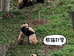 -中国大熊猫保护研究中心雅安碧峰峡基地