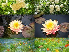 -上海共青森林公园