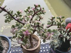 -菜根香土菜馆(文昌东路店)
