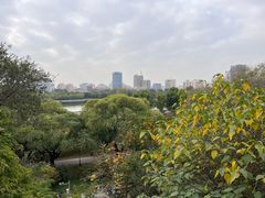 -莲花池公园