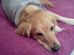 android_upload_pic-瑞派福兴宠物医院犬猫全科·骨科·中西医结合(河东店)