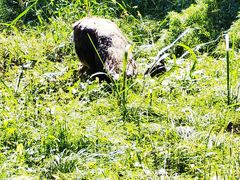 -北京麋鹿生态实验中心