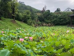 -黄陂区野村谷景区