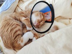 -爱诺耐芙动物医院(万博店)