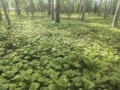 -森林公园(尖草坪区)