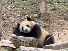 -都江堰中华大熊猫苑