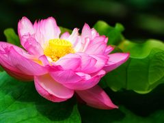 -陈家山荷花公园