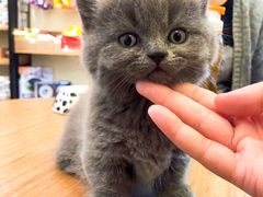 -小尾巴宠物店(万科·金域华庭店)