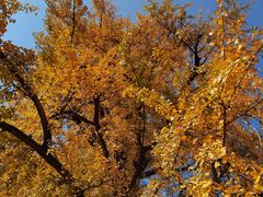 -千年银杏谷文化旅游区