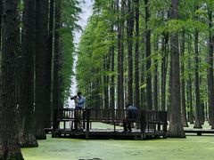 -渌洋湖湿地公园
