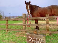 -田园东方蜜桃村的田野营地