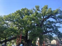 -新安江山水画廊风景区