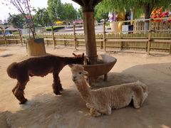 -辛玛王国游乐园