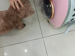 -全心全意连锁动物医院·微创中心·内科急重症·心脏专科(丰管路店)