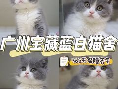 -lincat·猫舍(广州店)