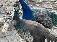 -新疆天山野生动物园