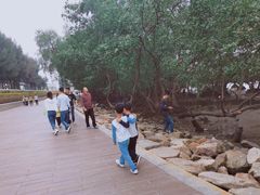 -宝安西湾红树林湿地公园