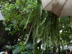 -Fern Forest Cafe