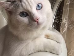 -伟伟宠物医院·CT影像中心·瑞派犬猫综合性门诊(汉口总院)