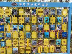 -广东惠东海龟国家级自然保护区