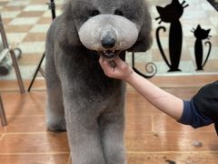 -鑫艺宠物美容培训学校