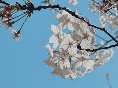 -高东镇樱花园