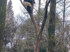 -都江堰中华大熊猫苑