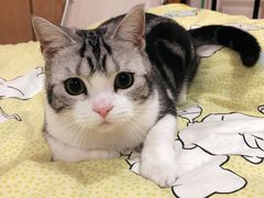 -Bastet sally猫舍购宠(静安店)