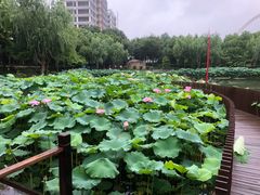 -陈家山荷花公园
