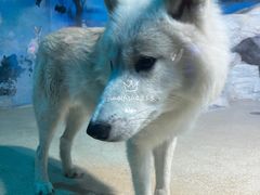 -海合安天津极地海洋公园