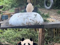 -广州长隆野生动物世界
