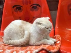 -猫咪博物馆(顶澳仔猫街店)