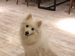 -百好乐宠物友好餐厅(朝外大街店)