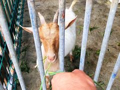 -洪湖家庭农场·团建·露营·会议