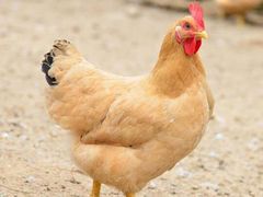 -九记路边鸡(滨江路店)