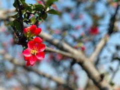 -两河城市森林公园