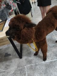 -神奇动物撸宠馆·羊驼·小浣熊·异宠(豫园店)