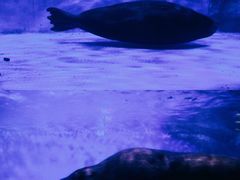 -上海海昌海洋公园-冰山北极馆