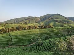 -帐篷客·溪龙茶谷度假酒店