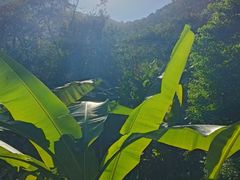 -雁南飞茶田景区