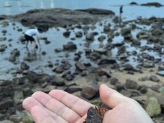 -大梅沙海滨公园