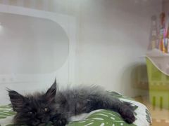 -青奢宠物·青奢猫舍