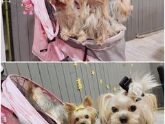 -百好乐宠物友好餐厅(朝外大街店)