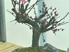 -青石桥花鸟鱼虫市场(叠翠城店)