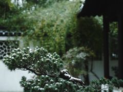 -西园寺