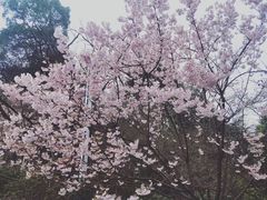 -南山植物园