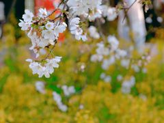 -东湖磨山景区