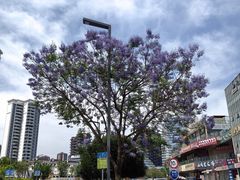 -张坝桂圆林公园