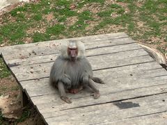 -大连森林动物园