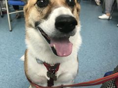 -北京赛佳动物医院